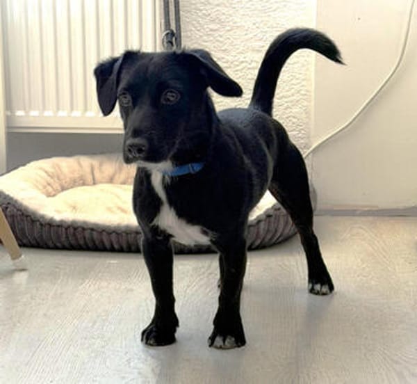 Micky, fröhlicher Dackelmix, ca. 1 Jahr