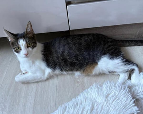 Jack, fröhlicher Schmusekater, ca. 1 Jahr