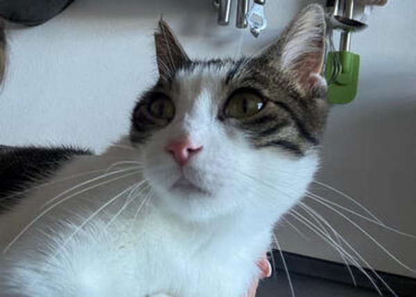 Jack, fröhlicher Schmusekater, ca. 1 Jahr