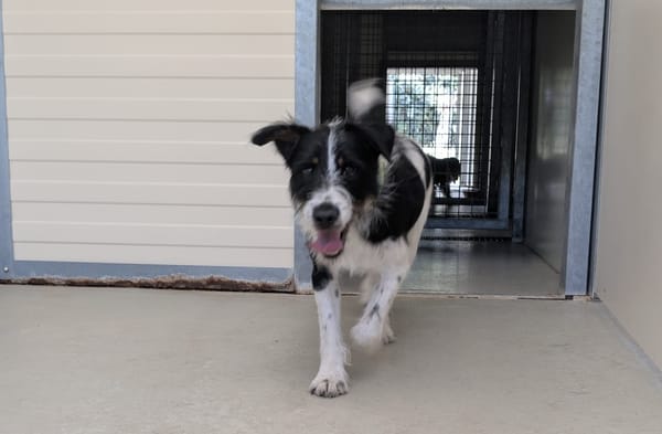 OTIS