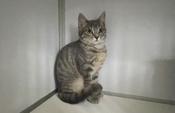 Maeva