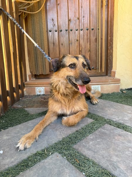 RAMBO (MARTINA)