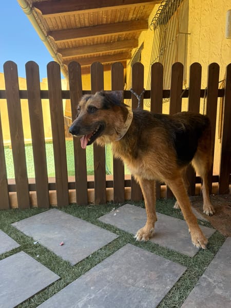 RAMBO (MARTINA)