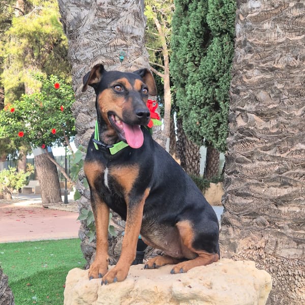 LOLA (MARTINA)