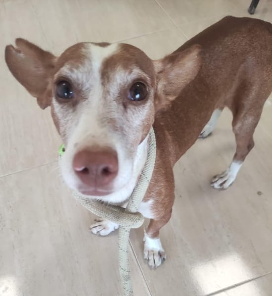 DOBBY (Maria)