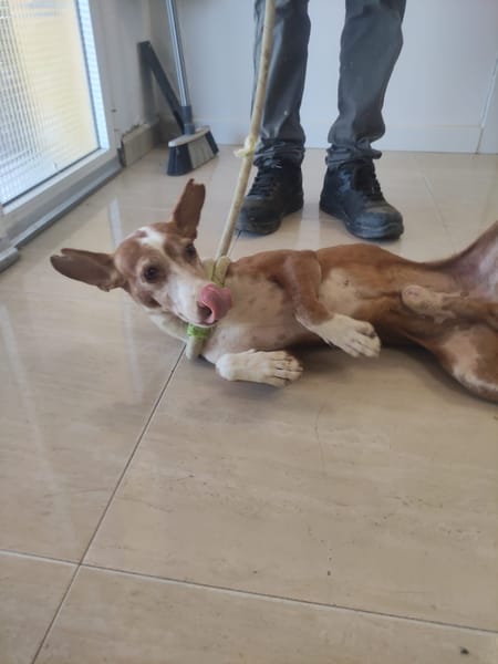 DOBBY (Maria)