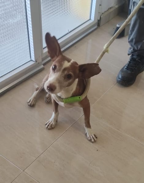 DOBBY (Maria)