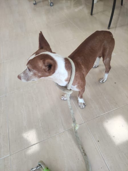 DOBBY (Maria)