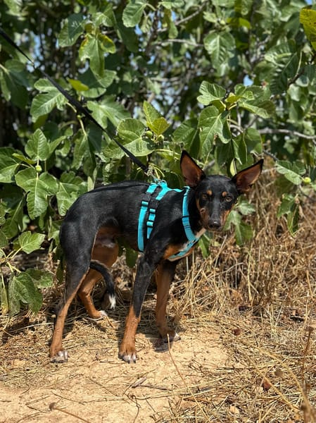 DOBBY (Animalea)
