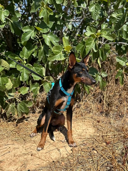 DOBBY (Animalea)
