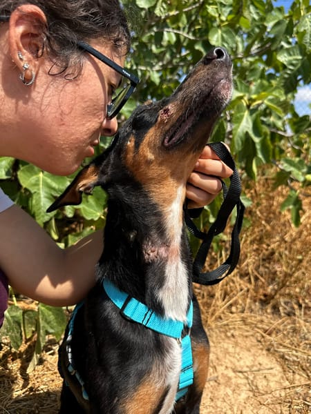 DOBBY (Animalea)
