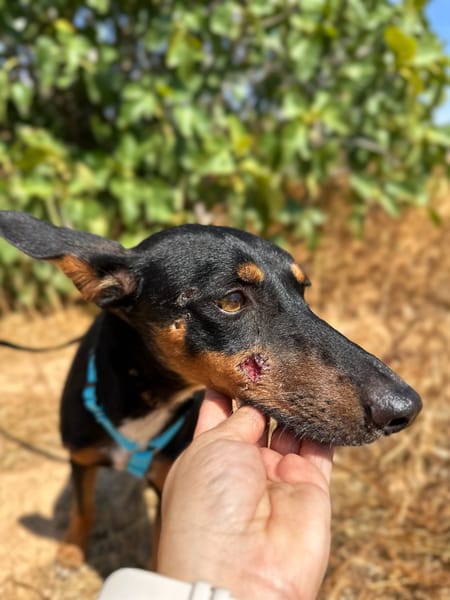 DOBBY (Animalea)
