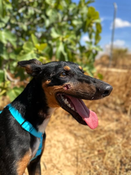 DOBBY (Animalea)