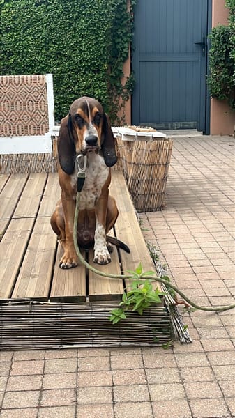 CHARLIE (France)
