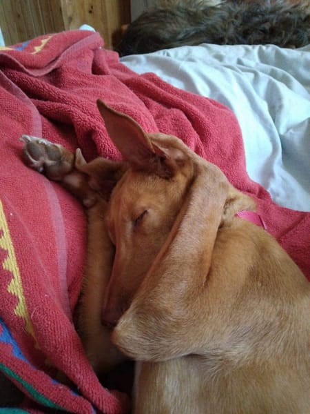 ALFIE (Maria)