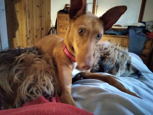 ALFIE (Maria)