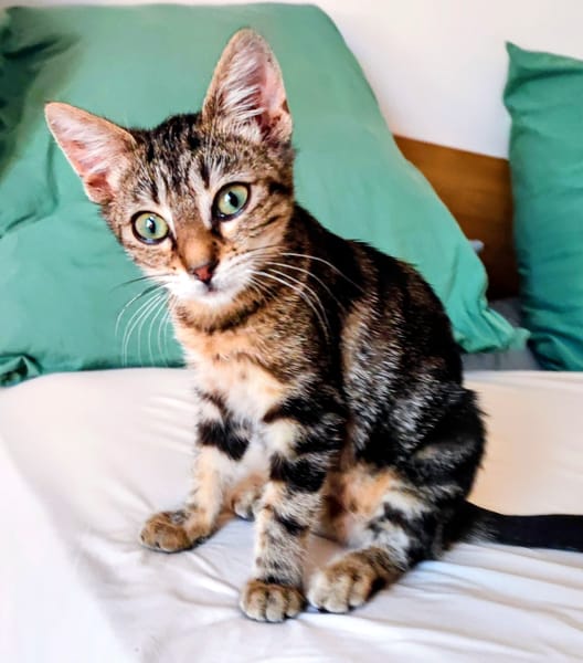 LILOU