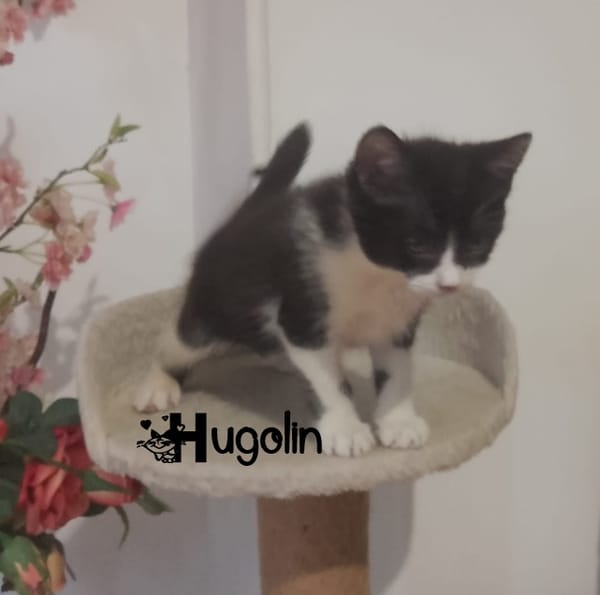 HUGOLIN