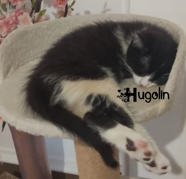 HUGOLIN