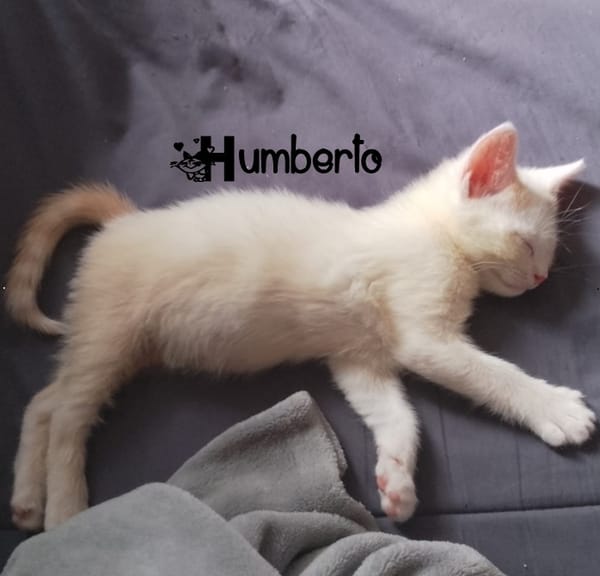 HUMBERTO