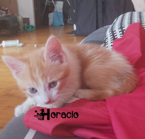 HORACIO