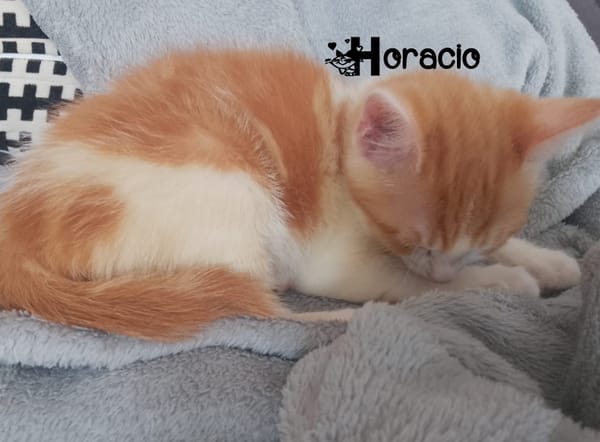 HORACIO