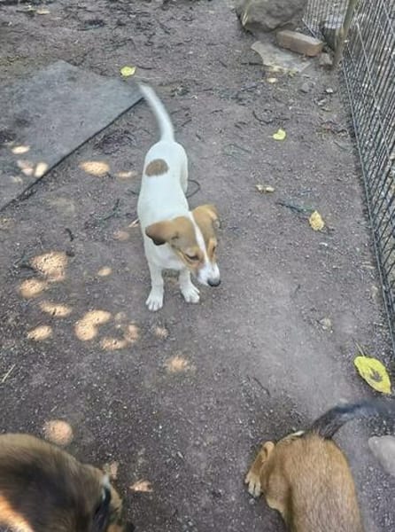 🐾 Melinda auf vier Pfoten suchen ein Zuhause🐾