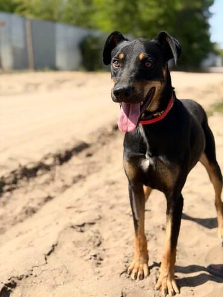 Valdo -Fröhlicher Hundemann sucht Menschen zum Ankommen
