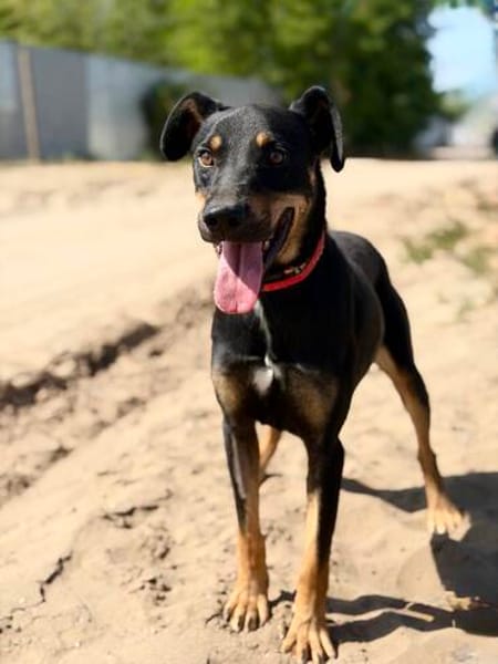 Valdo -Fröhlicher Hundemann sucht Menschen zum Ankommen