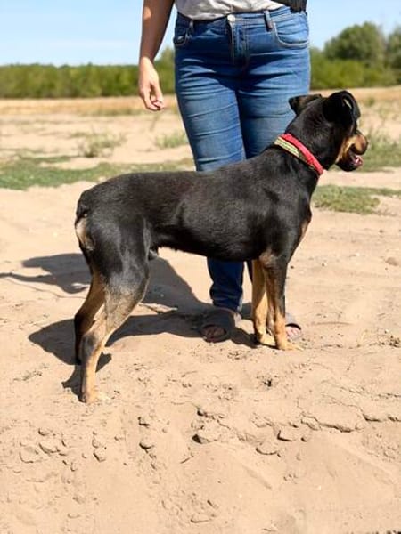 Valdo -Fröhlicher Hundemann sucht Menschen zum Ankommen