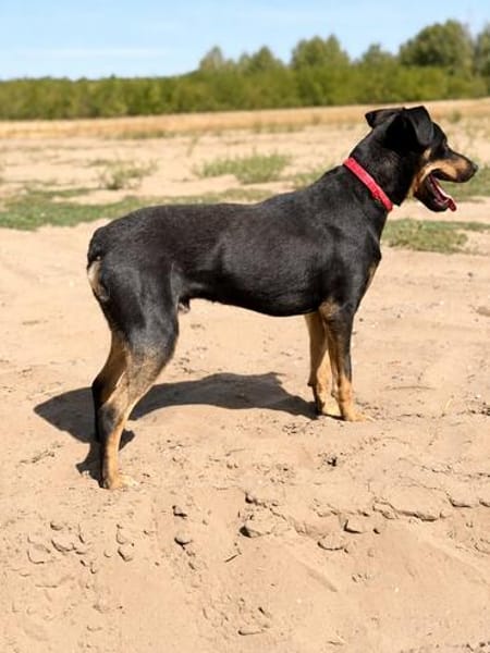 Valdo -Fröhlicher Hundemann sucht Menschen zum Ankommen
