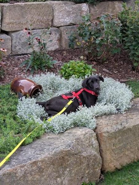 Verspielte Welpin BELLA sucht ihr Für-Immer-Zuhause 🐾❤