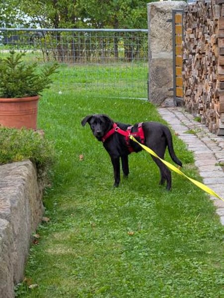 Verspielte Welpin BELLA sucht ihr Für-Immer-Zuhause 🐾❤