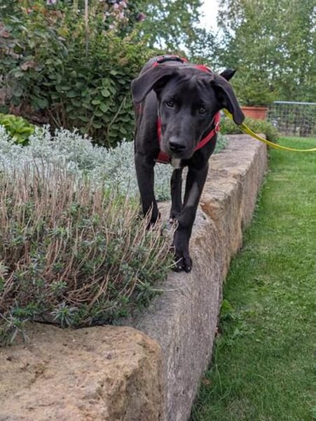 Verspielte Welpin BELLA sucht ihr Für-Immer-Zuhause 🐾❤