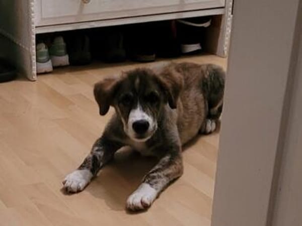 - Wunderschöne - GILDA - sucht ihre Familie!