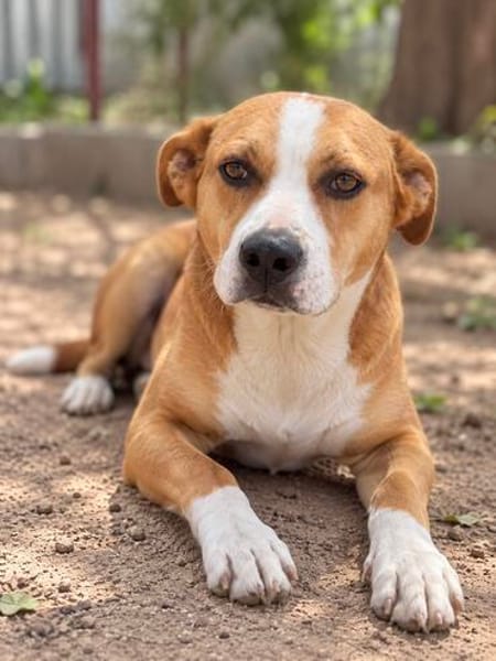 Baki -Hübscher Hundejunge sucht aktive & erfahrene Menschen!