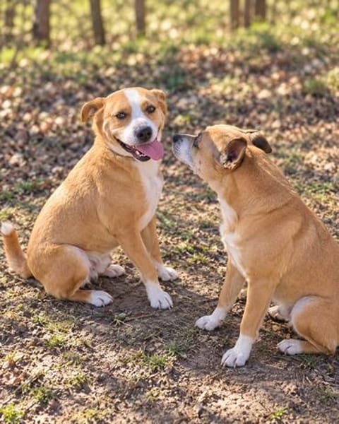 Baki -Hübscher Hundejunge sucht aktive & erfahrene Menschen!