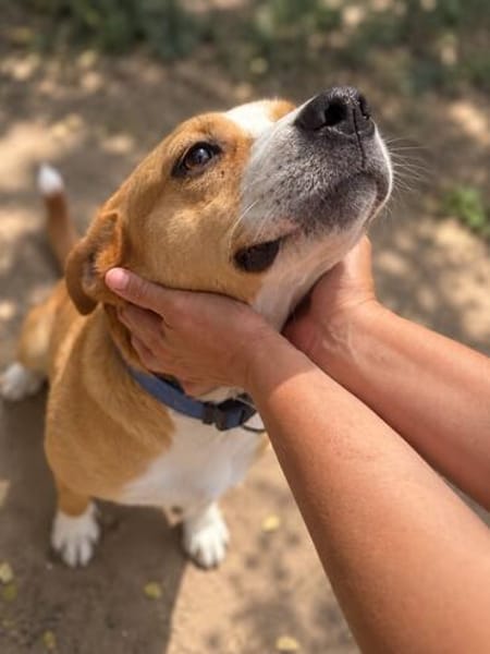 Baki -Hübscher Hundejunge sucht aktive & erfahrene Menschen!