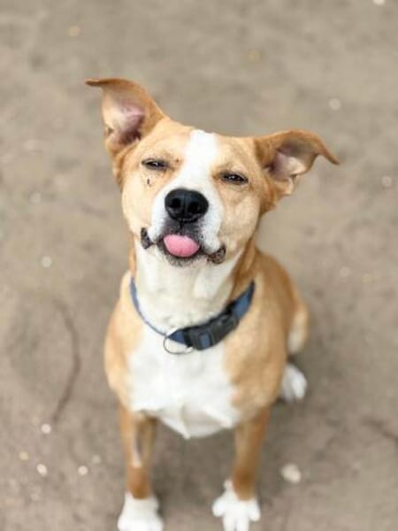 Baki -Hübscher Hundejunge sucht aktive & erfahrene Menschen!