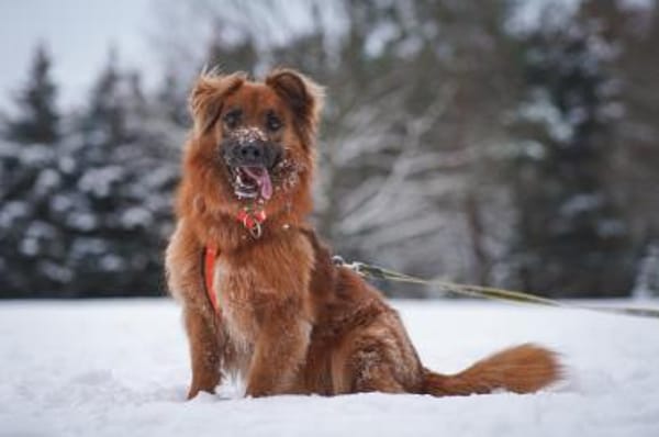 Knut, nur für Hundeprofis