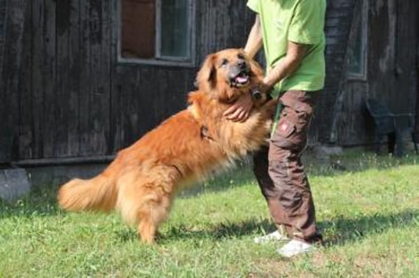 Knut, nur für Hundeprofis
