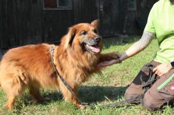 Knut, nur für Hundeprofis