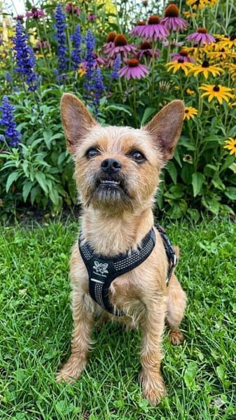 Rocky in 42859 Remscheid