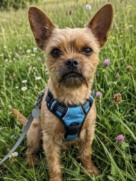 Rocky in 42859 Remscheid