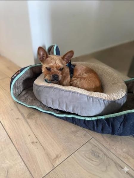 Rocky in 42859 Remscheid