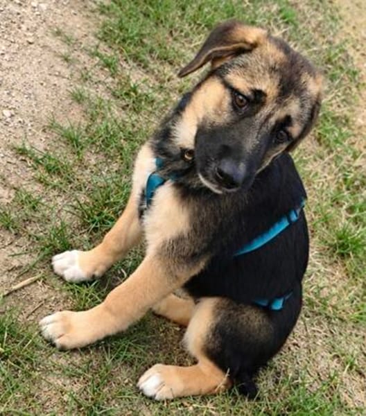 Welpe Dorie  Die treue Seele mit dem Schäferhund-Gen