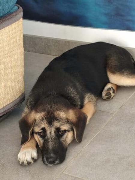 Welpe Dorie  Die treue Seele mit dem Schäferhund-Gen