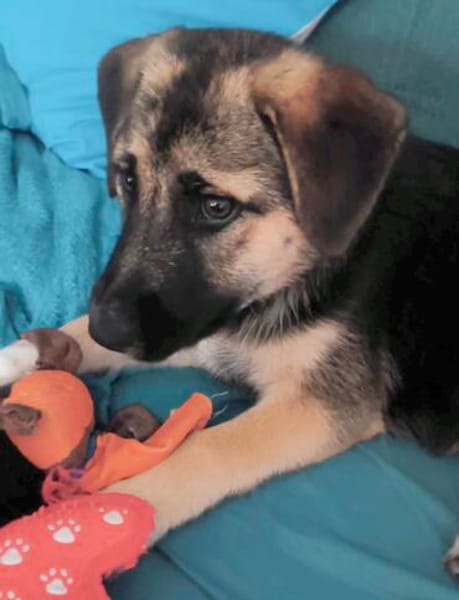 Welpe Dorie  Die treue Seele mit dem Schäferhund-Gen