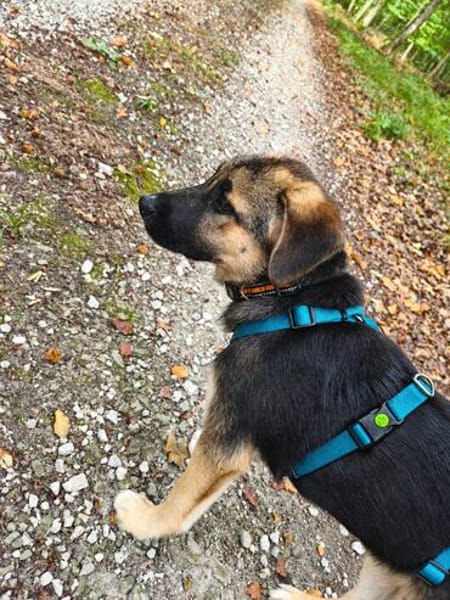Welpe Dorie  Die treue Seele mit dem Schäferhund-Gen