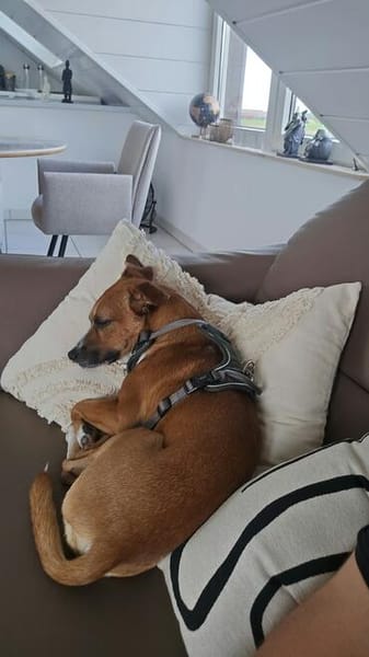 Ben sucht sein Zuhause